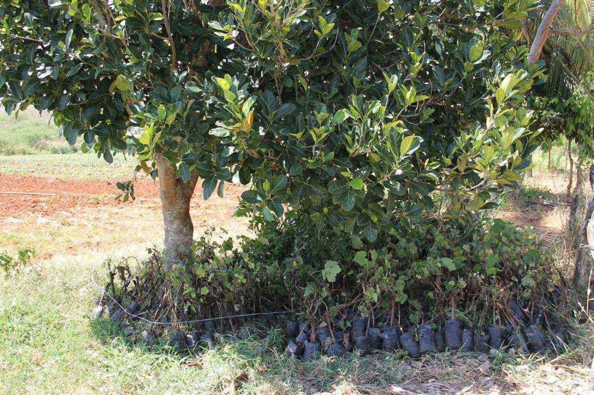 Mudas aguardando serem plantadas (Imagem: Cohidro/SE)