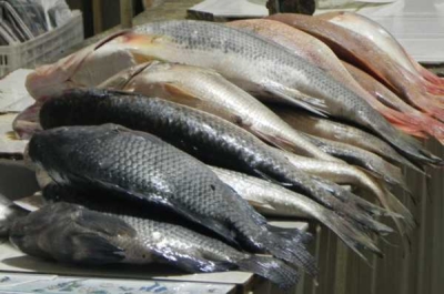 Peixes foram apreendidos pelo Ibama na região do Baixo São Francisco, em feiras livres (Imagem: Portal Infonet)