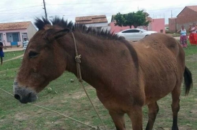 Mula agredida em Lagarto é mais um caso de violência contra animais e gerou indignação da ONG (Foto: Elan)