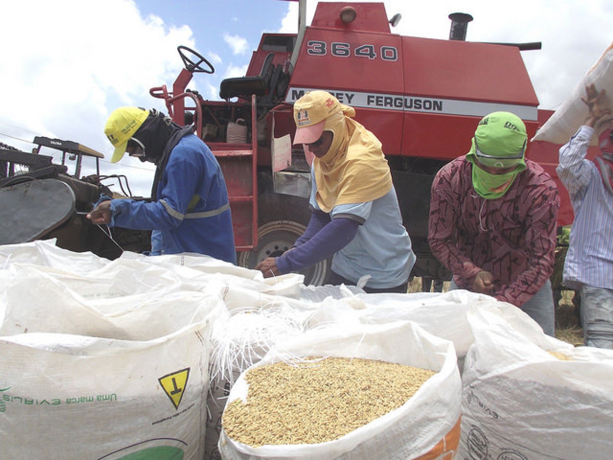 Produção de alimentos em projetos de irrigação da Codevasf em Sergipe cresce 10% em 2016 (Foto: Codevasf)
