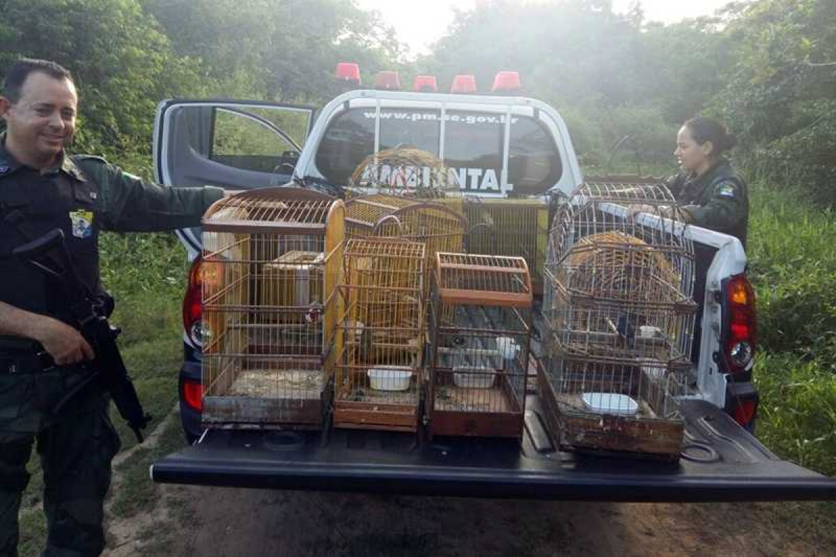 PM/Sergipe apreende pássaros silvestres mantidos em cativeiros em Nossa Senhora do Socorro (Foto: PM/SE)