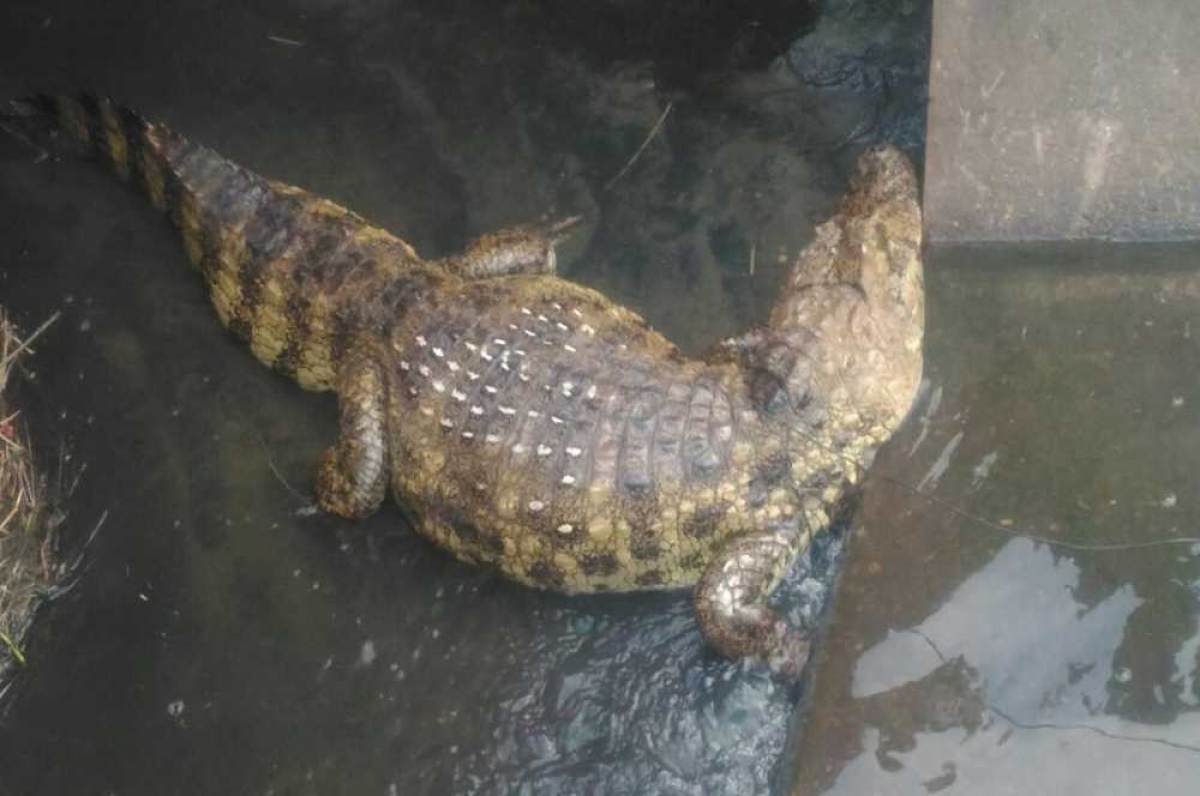 Jacaré do papo amarelo é encontrado no Santa Maria (Foto: Reprodução/Facebook/Notícias do Povo)