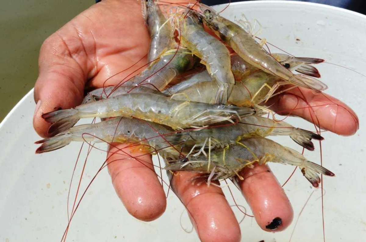 São Cristóvão produz 10 toneladas de camarão por mês (Foto: Danielle Pereira/Prefeitura de São Cristóvão)