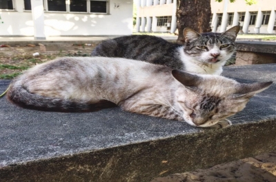  Atualmente, 350 gatos vivem na UFS (Foto: Facebook Bichos do Campus)