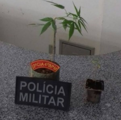 SERT�?O: Polícia Militar encontra pés de maconha dentro de matagal (Foto: Pingou Notícias)