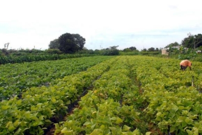 Em todo o território brasileiro, 19 mil recenseadores vão colher informações até fevereiro de 2018 (Foto: Arquivo/Elza Fiúza/Agência Brasil)
