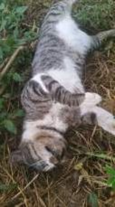 Matança de animais de estimação é registrada em Glória (Foto: Reprodução/MaisSertão)
