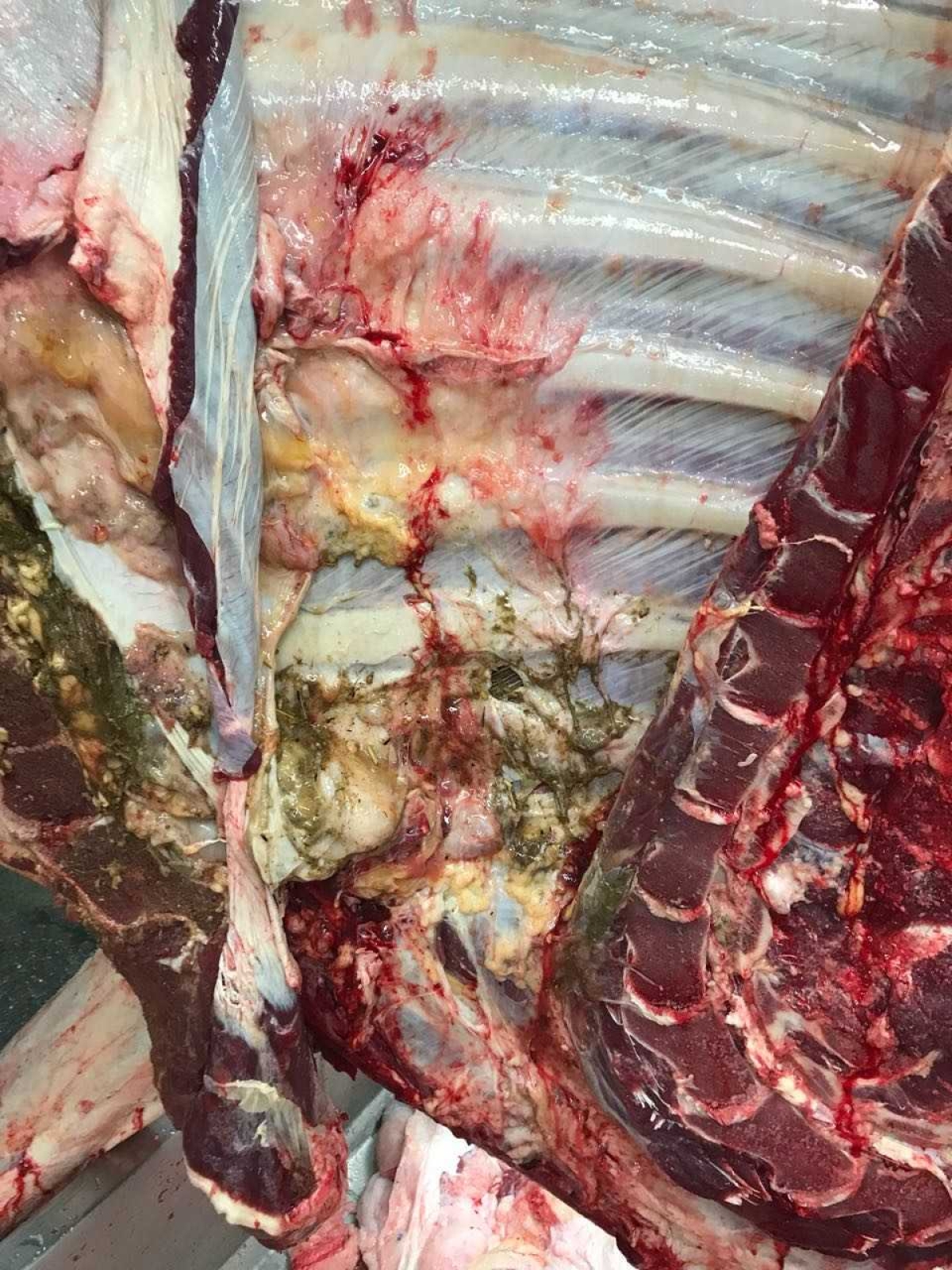Descoberta de abscesso reforça a importância da inspeção nos frigoríficos (Foto: Assessoria Frigo Serrano)
