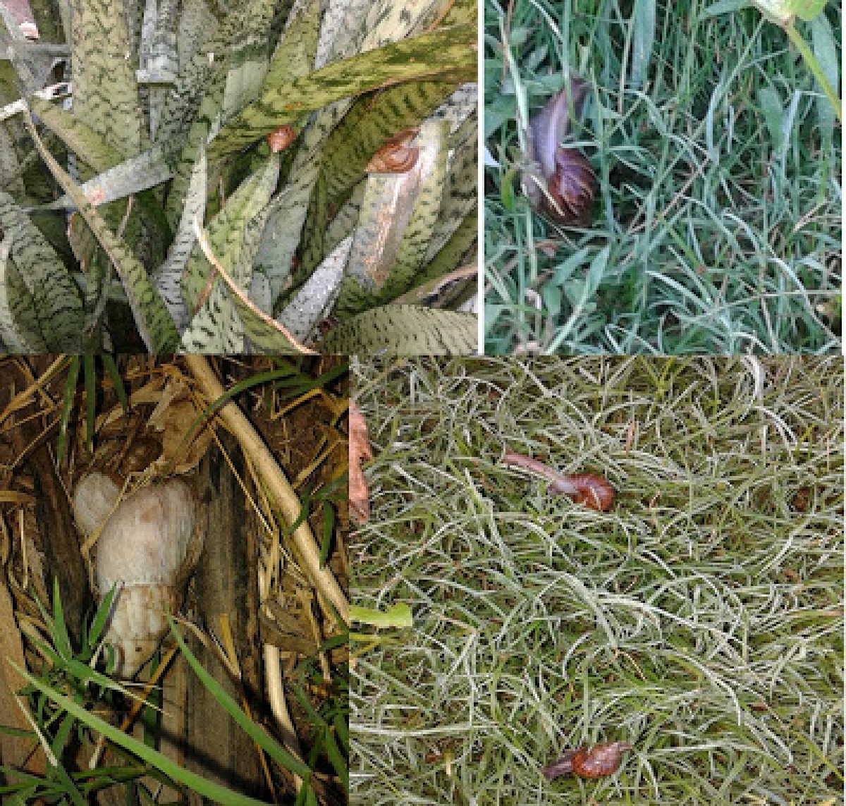 Caramujos encontrados na rua C, bairro Matadouro, em Propriá (Foto: A Barra é a Notícia)