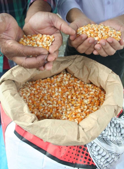 Sergipe registrou o maior incremento entre todas as safras de grãos da Região na produção de milho, que cresceu 462,9% no estado (Foto: Jorge Henrique/ASN)