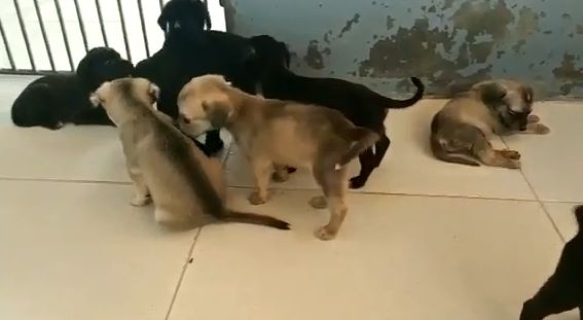 Lindos filhotes de cães estão disponíveis para adoção em Lagarto (Imagem: Reprodução)