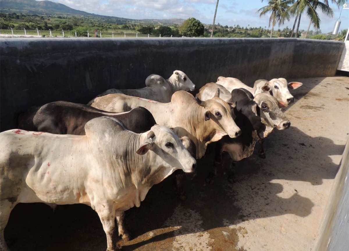 Abate nos frigoríficos deve respeitar o bem estar animal (Foto: Assessoria Frigoserrano)