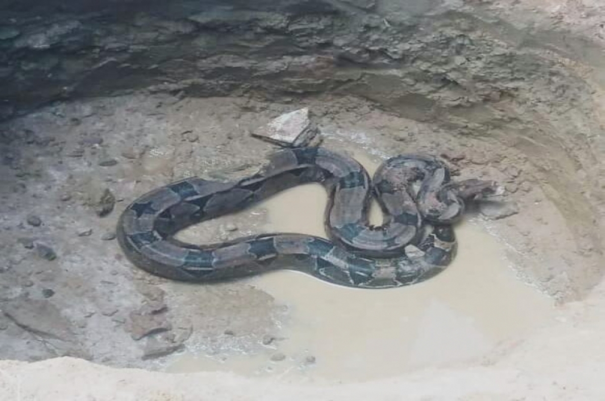 A jiboia foi localizada em uma residência no Santo Antônio (Foto: Assessoria Adema)