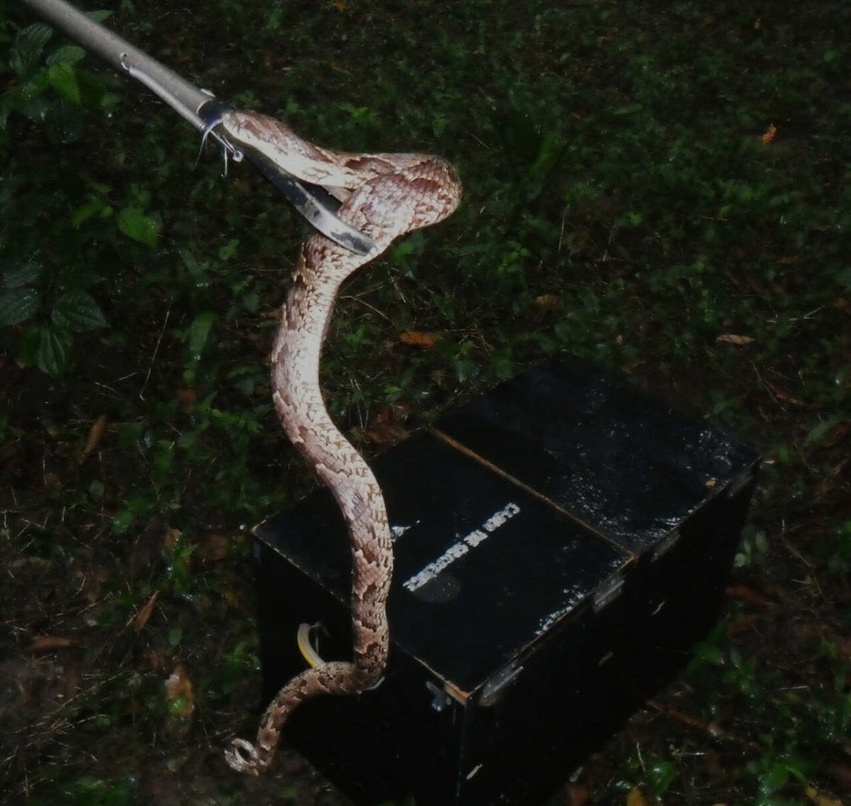 A serpente foi encaminhada a uma área de reserva no interior do estado (Foto: Adema)