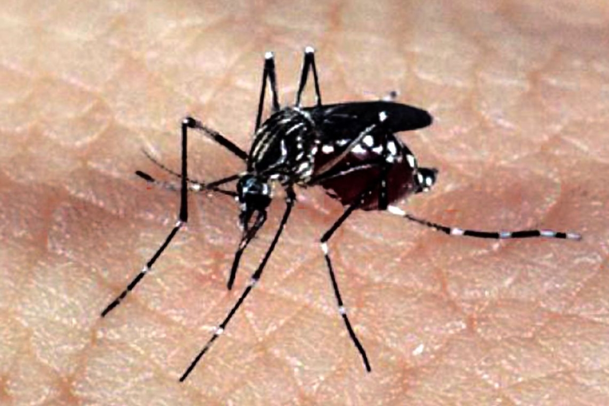 Especialistas alertam para epidemias de Zika e Chikungunya no verão (Foto: Arquivo Agência Brasil)