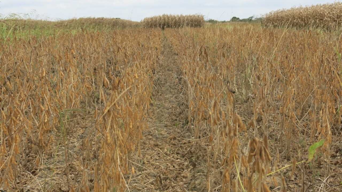 Produção da soja é viável em Sergipe (Foto: Aprosoja)
