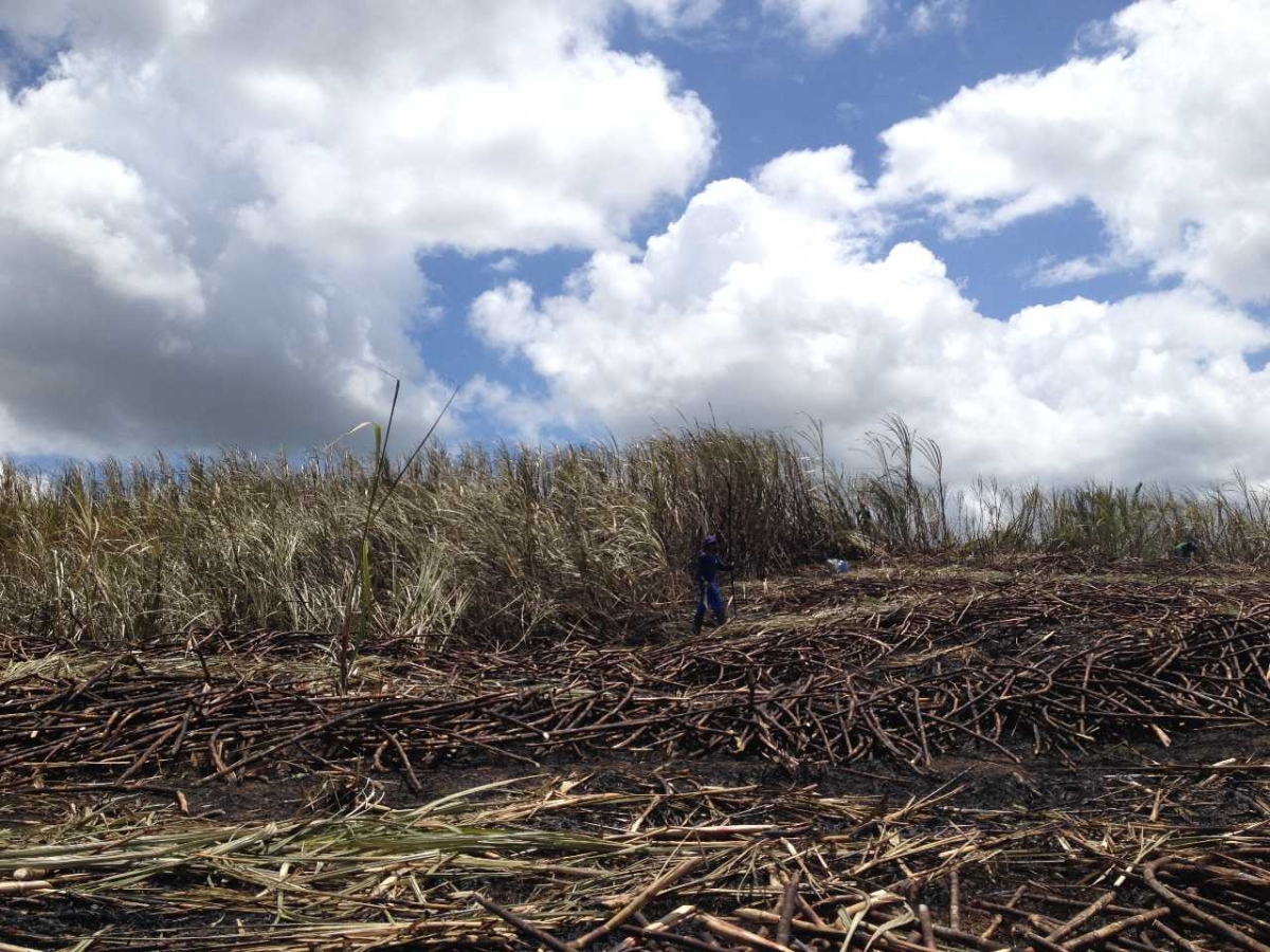 Estiagem causa queda na produção da cana-de-açúcar em Sergipe (Foto: Assessoria Senar/SE)