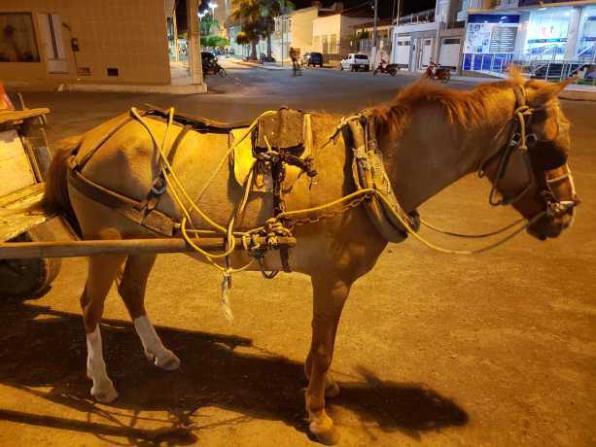 PM prende homem acusado de estuprar égua na feira livre de Tobias Barreto (Foto: Via Lagarto Como Eu Vejo)