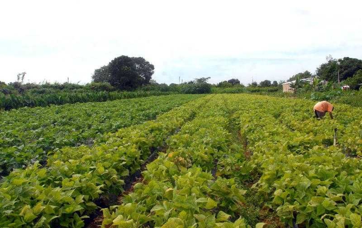 Lei concede descontos para pagamentos de dívidas de crédito rural (Foto: Elza Fiúza/ Agência Brasil)