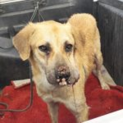 PM flagra caso de maus-tratos contra cão no Bairro Industrial (Foto: PM/SE)