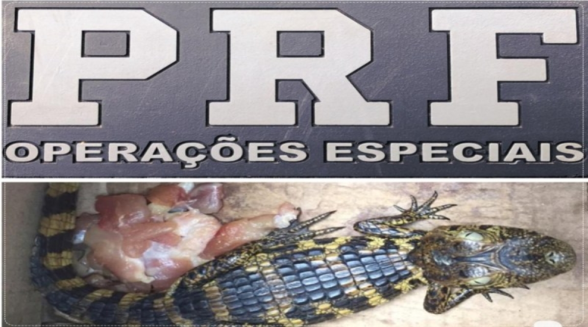 PRF flagra motorista transportando um jacaré em veículo na BR 101 (Foto: Agência PRF/SE)