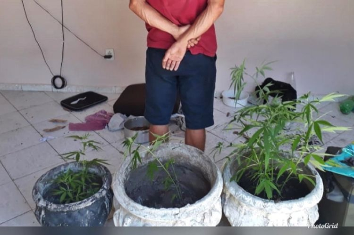 Polícia militar prende suspeito por cultivo de maconha (Foto: SSP/SE)