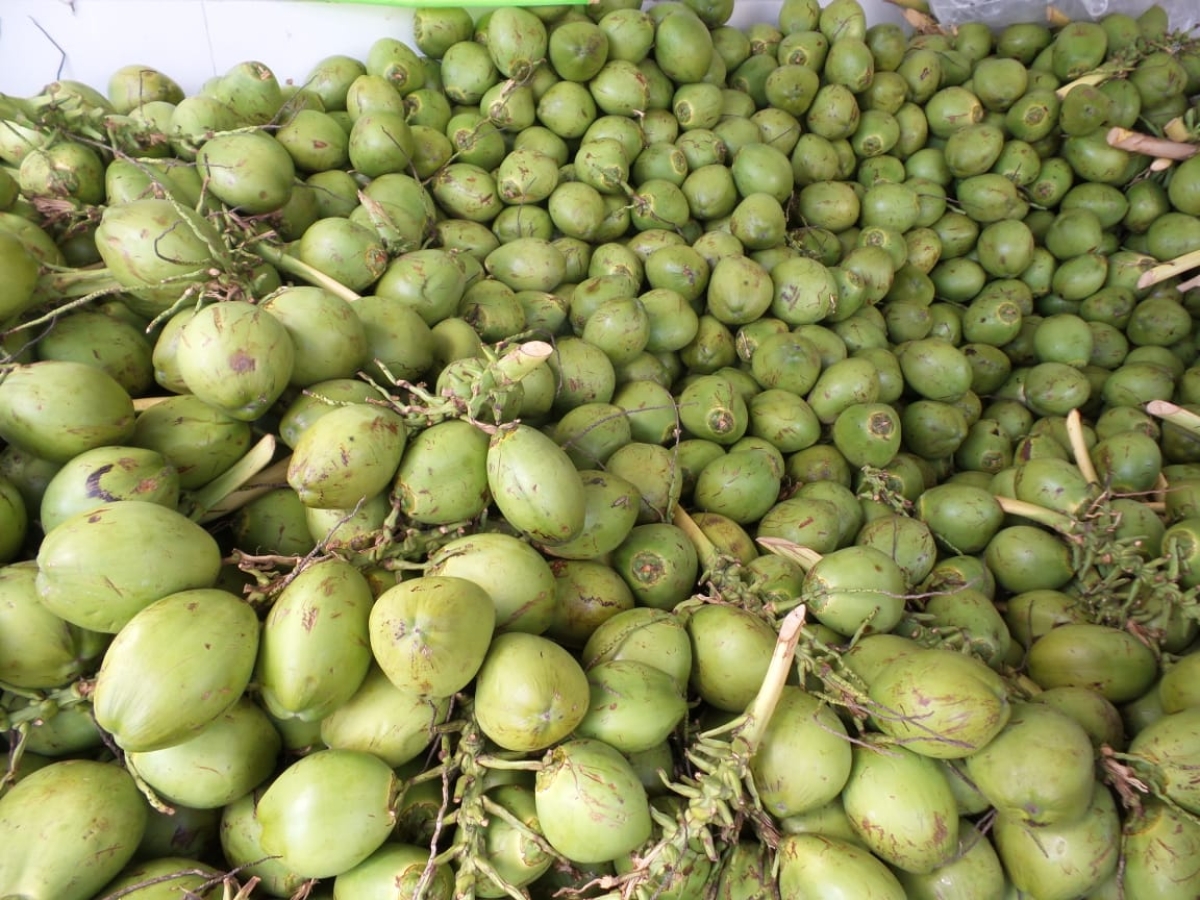 Vigilância Sanitária de Aracaju alerta sobre os cuidados ao comprar água de coco engarrafada (Foto: SMS/Aracaju)