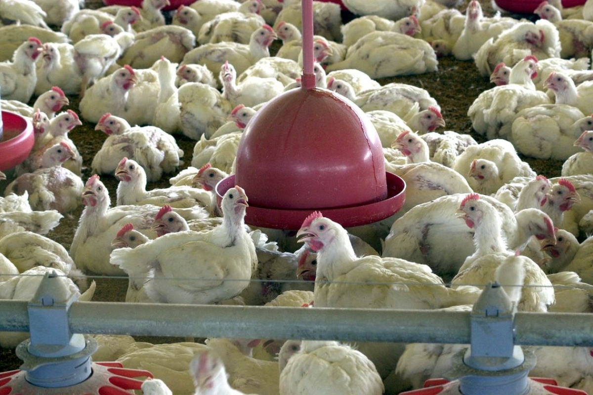Anvisa proíbe venda de lotes de frango da Perdigão (Foto: Arquivo Agência Brasil)