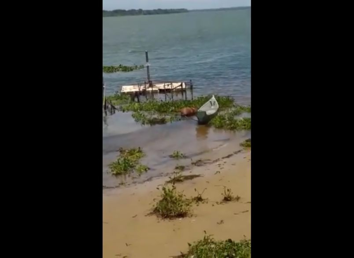 Vídeo exibe cavalo morto nas águas do Velho Chico (Imagem: Reprodução de vídeo/ Portal Infonet)