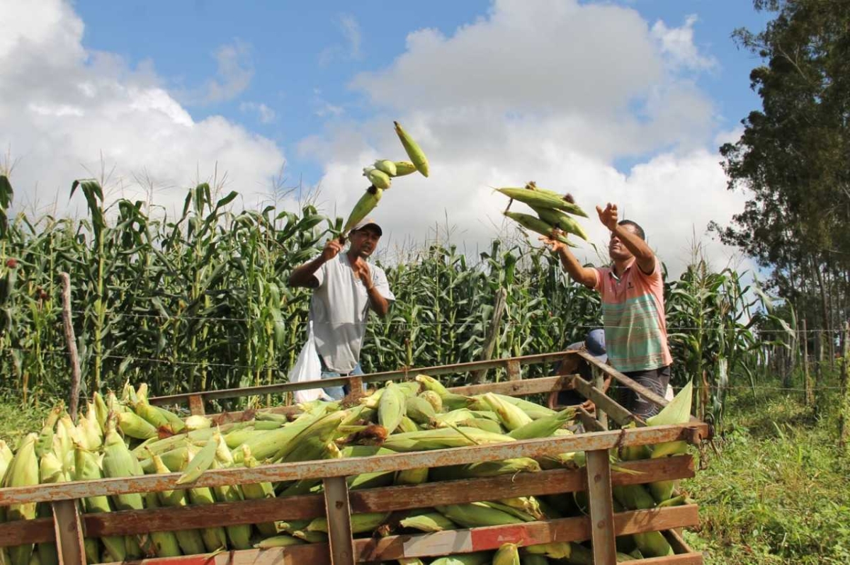 Sergipe ocupa posição de destaque como produtor de milho na região Nordeste (Foto: Fernando Augusto/ ASN)