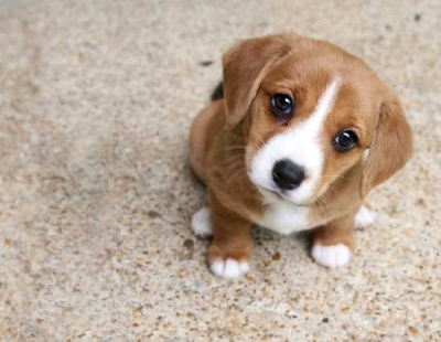 RioMar Aracaju realiza a 14ª campanha do bem, em busca de tutores para cães e gatos abandonados (Foto: Divulgação)