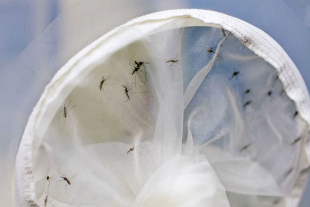 Distrito Federal tem sete mortes por dengue neste ano (Foto: ONU/ Aiea/ Dean Calma)