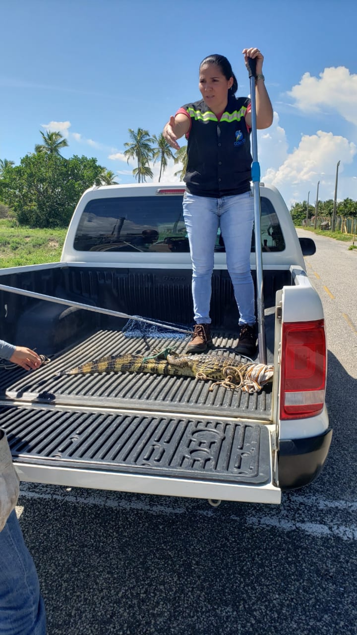 Jacaré e jiboia são resgatados em Aracaju por equipe da Adema (Foto: Adema/SE)