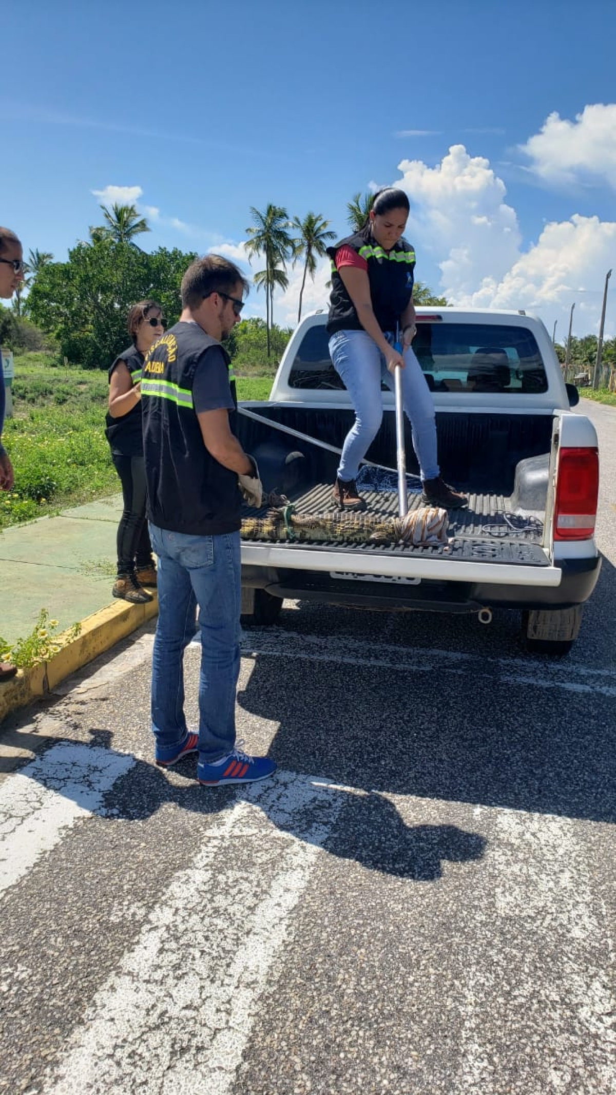 Jacaré e jiboia são resgatados em Aracaju por equipe da Adema (Foto: Adema/SE)