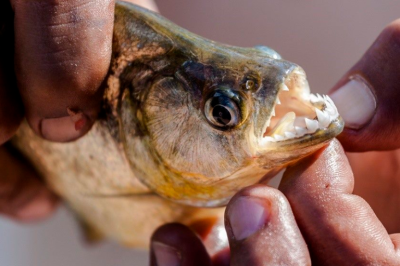 Rio São Francisco: três pessoas são atacadas por piranhas no final de semana (Foto ilustrativa: Via Pingou Notícias)