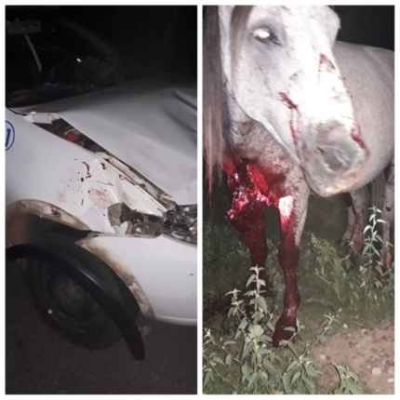 Acidente envolvendo veículo e animal é registrado em rodovia estadual (Foto: Via Pingou Notícias)