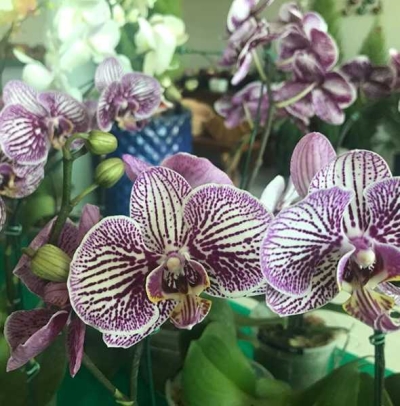 II Mostra de Orquídeas e Plantas Ornamentais acontece no Shopping Jardins (Foto: Divulgação)