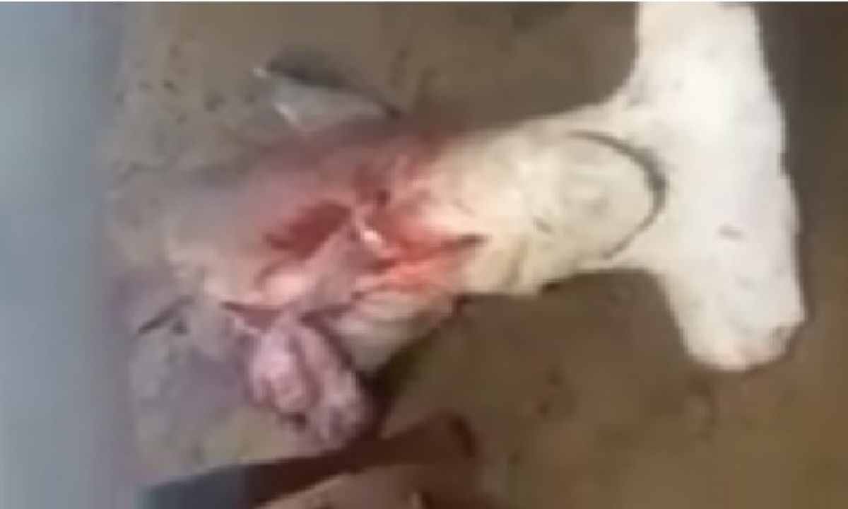 Confira vídeo do tubarão martelo encontrado em Pirambu (Imagem: Reprodução de vídeo/ Portal Infonet)