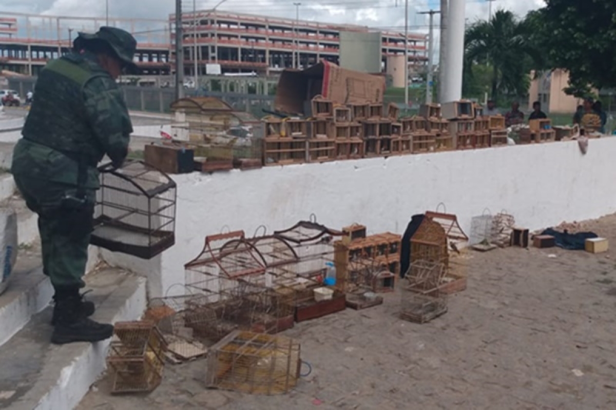 PM apreende 92 aves silvestres que estavam sendo comercializadas (Foto: SSP/SE)
