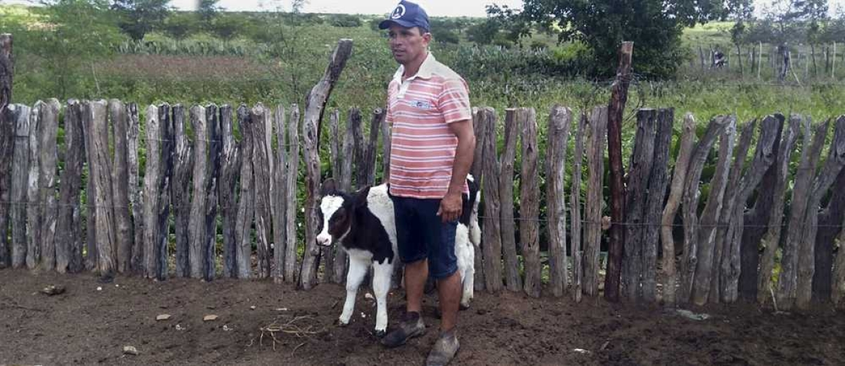 Nascem 162 bezerros de alta linhagem resultantes de programa de inseminação artificial (Foto: Seagri/SE)