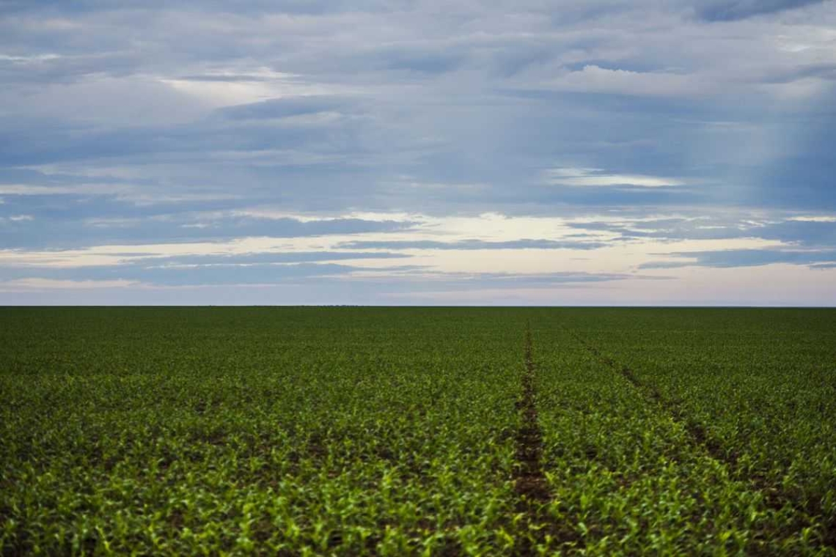 Anvisa aprova marco regulatório dos agrotóxicos (Foto: Marcelo Camargo/ Agência Brasil)