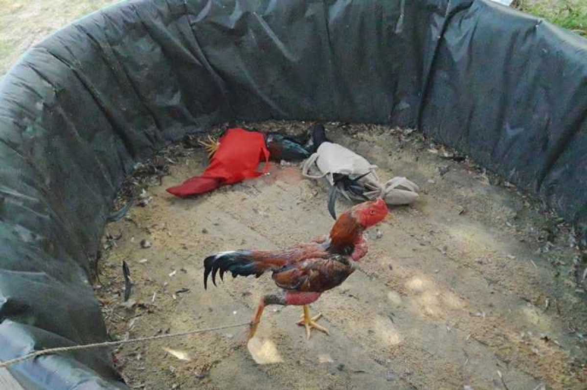 PPAmb flagra rinha de galos no município de Nossa Senhora do Socorro (Foto: PM/SE)