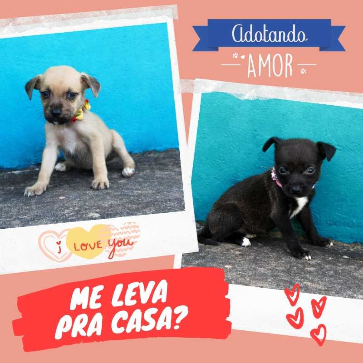 Prefeitura de Lagarto irá realizar Feira de Adoção de Animais da Zoonoses na ExpoLagarto (Imagem: Prefeitura de Lagarto)