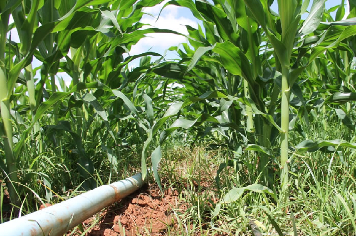 Cohidro estima que produção de milho verde pode superar 2,4 milhões de espigas em perímetros irrigados de Sergipe (Foto: Fernando Augusto/ Cohidro/SE)