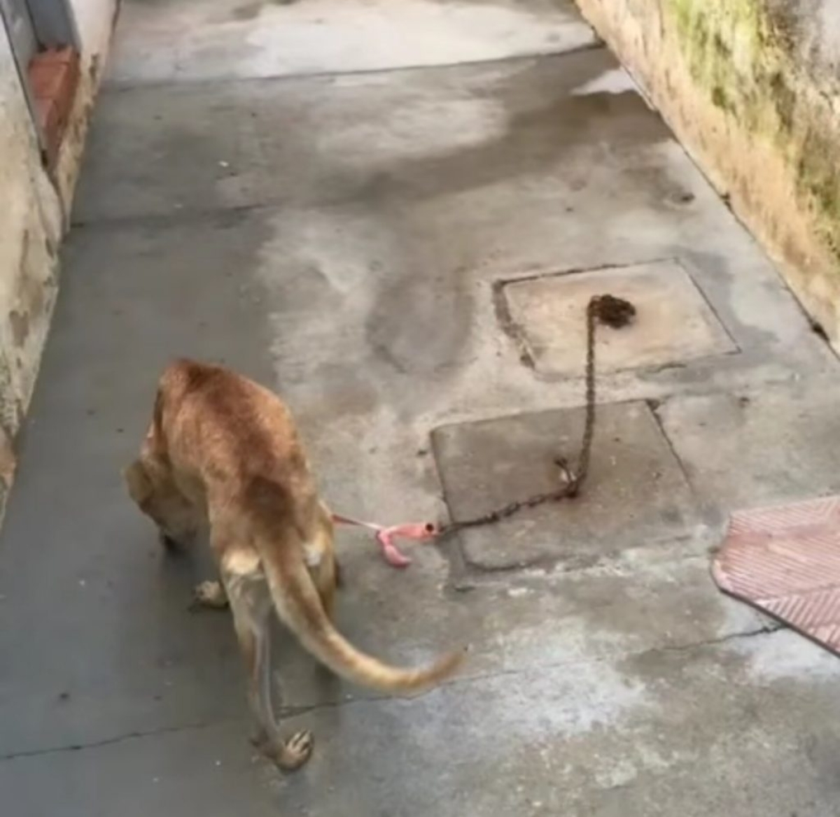 Lei que prevê penas mais severas a quem maltratar animais é sancionada (Foto: Assessoria de Imprensa Unit)