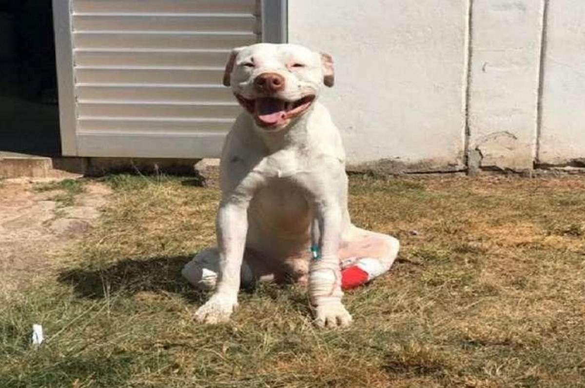 Diploma legal foi apelidado de Lei Sansão, em referência ao nome de cachorro que teve as patas traseiras decepadas com um facão (Foto: Ticiana Lima Dornas/ Arquivo Pessoal)
