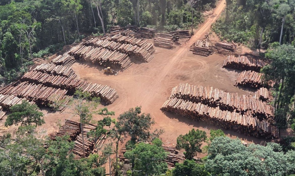 PF apreende 43,7 mil toras de madeira ilegal no Pará (Foto: Divulgação/ Exército Brasileiro)