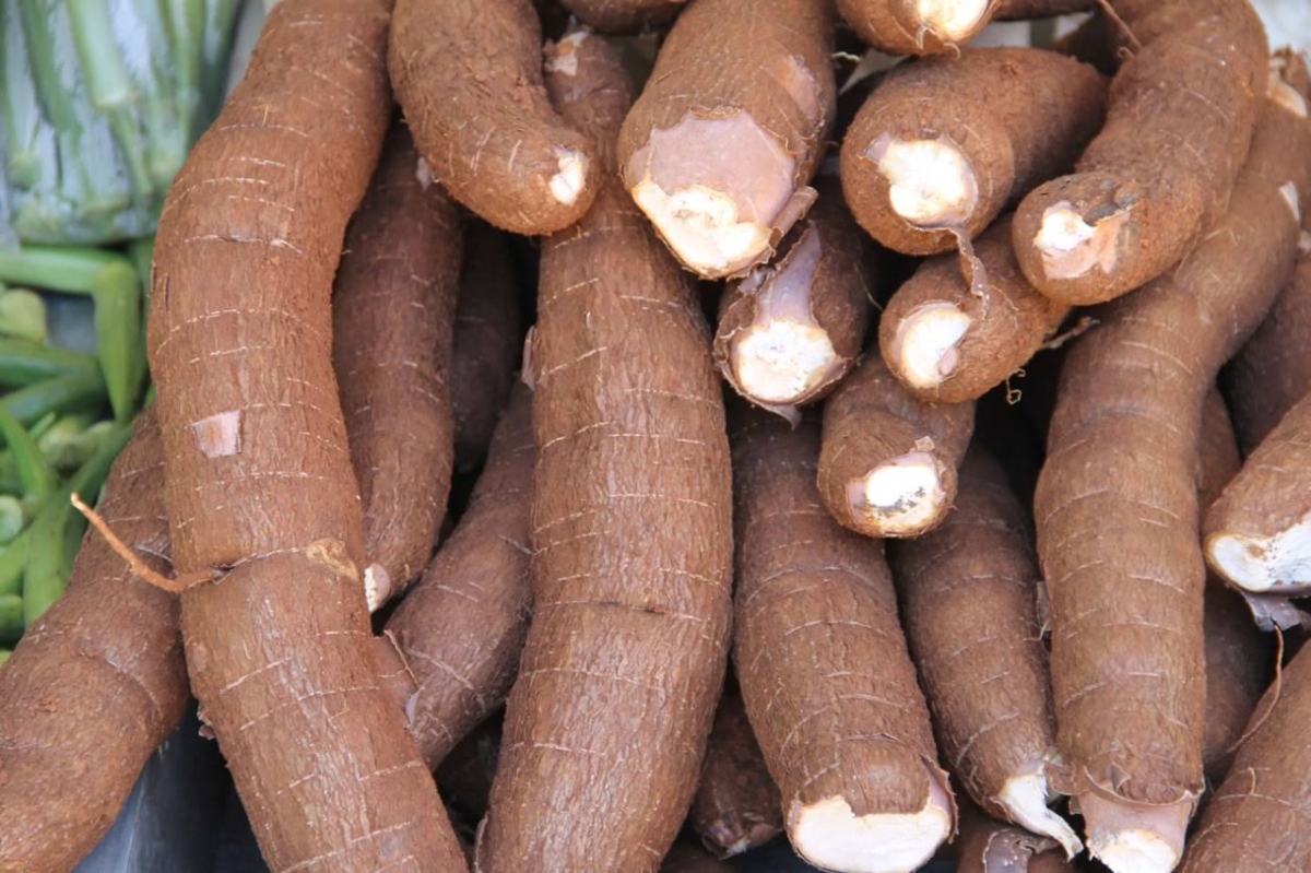Irrigação antecipa colheita e produz macaxeira de melhor qualidade em Lagarto (Foto: Fernando Augusto)