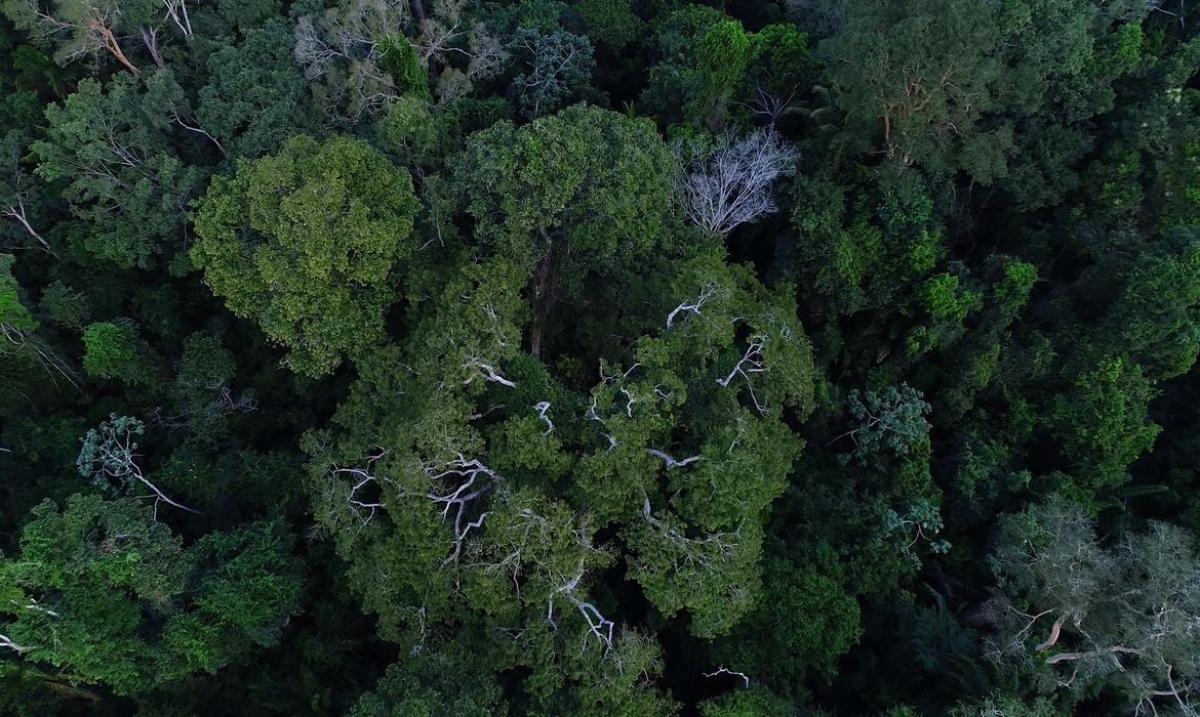 Força-tarefa da AGU vai atuar por mais um ano em defesa da Amazônia (Foto: Divulgação/ TV Brasil)