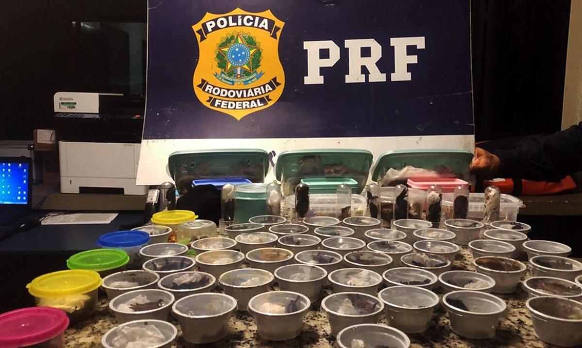 PRF prende traficante internacional russo de animais silvestres (Foto: Divulgação/ Polícia Rodoviária Federal)